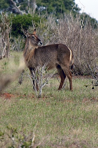 Kenia (440)